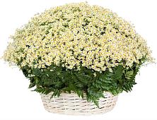 Цветочная композиция из Ромашки в корзине #REPLACE_PRED# Кошехабль